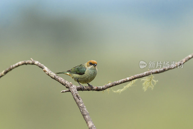 栗色背唐纳雀(Tangara preciosa)